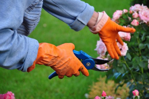 The image shows a gardener wearing blue denim sleeves and bright orange gardening gloves, using a pair of small pruning shears to trim the pink flowering shrub in a well-maintained outdoor garden. The background reveals a neatly mown lawn with lush green grass, bordered by a variety of plants and flower beds. The garden features a combination of flowering bushes, green foliage, and possibly some soil patches. The scene is set during daylight hours with natural light, indicating a calm, clear day. The gardenerâ€™s activity emphasizes precise pruning as part of garden maintenance, supporting services such as lawn care, shrub trimming, and landscape management in Belmont or nearby areas.